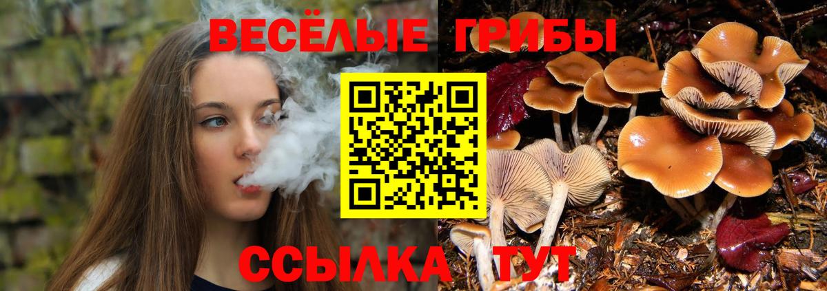 Псилоцибиновые грибы мицелий Лосино-Петровский